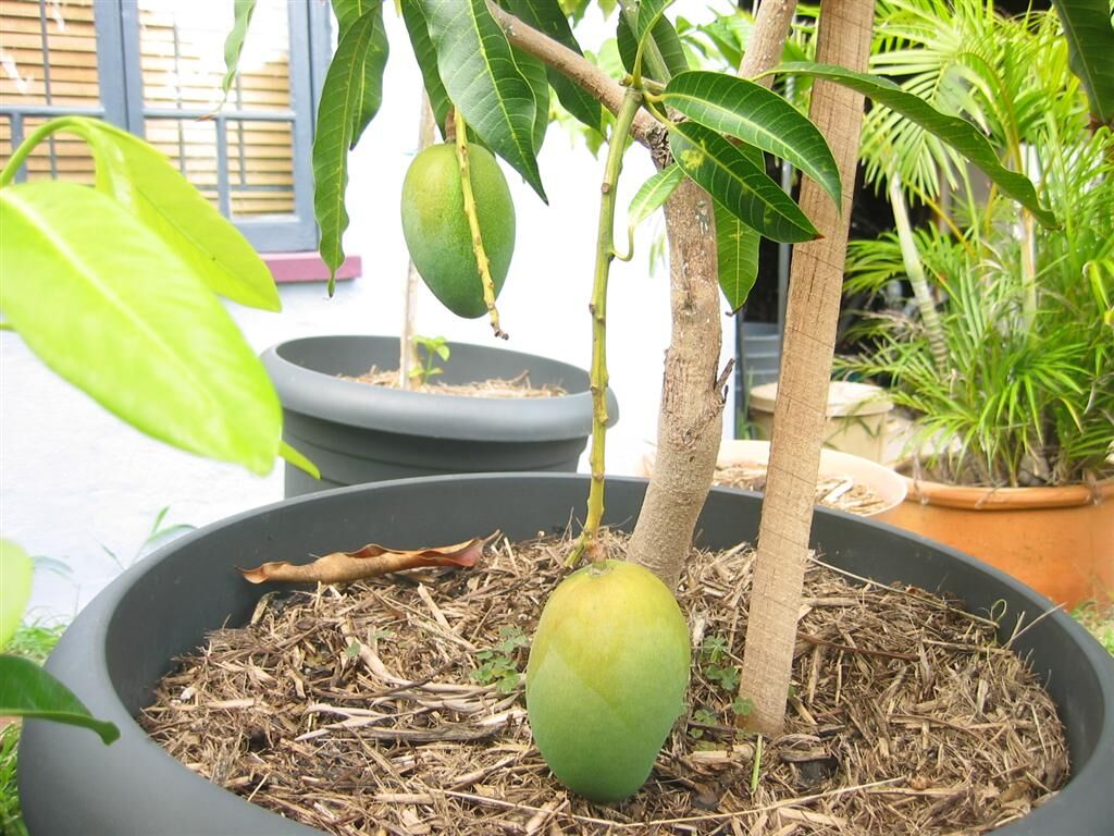 house plant elixir Wholesale Partner: Urban Gardener - Super Growth Elixir - Total Plant Health Spray main image 1
