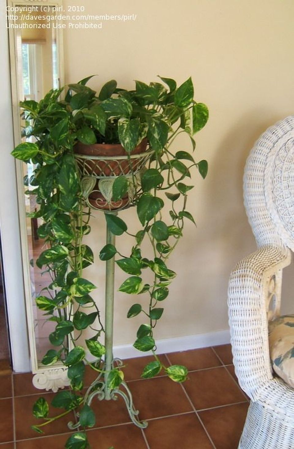 peace lily plants for sale Peace Lily Sympathy Plant Delivery in Chicago, Detroit, Milwaukee